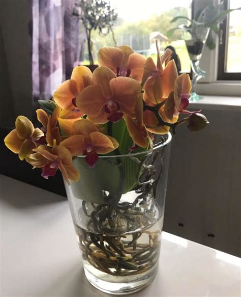 Orkidé vattna